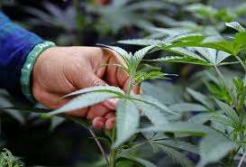 Online Cannabis Shopping